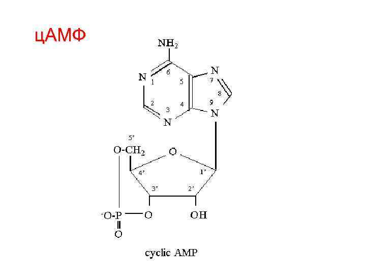 ц. АМФ 