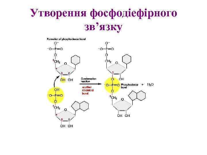 Утворення фосфодіефірного зв’язку 