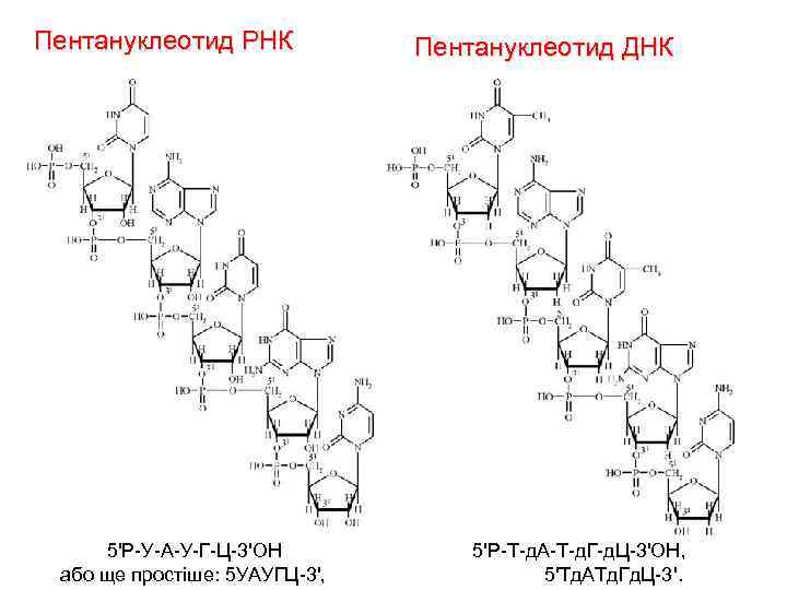 Пентануклеотид РНК 5'Р-У-А-У-Г-Ц-3'ОН або ще простіше: 5 УАУГЦ-3', Пентануклеотид ДНК 5'Р-Т-д. А-Т-д. Г-д. Ц-3'ОН,
