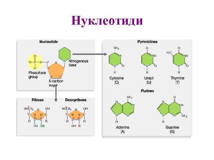 Нуклеотиди 