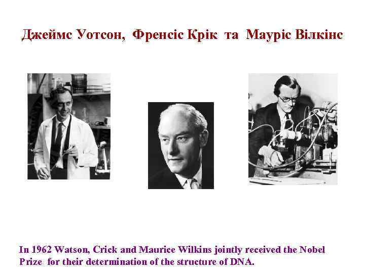 Джеймс Уотсон, Френсіс Крік та Мауріс Вілкінс In 1962 Watson, Crick and Maurice Wilkins