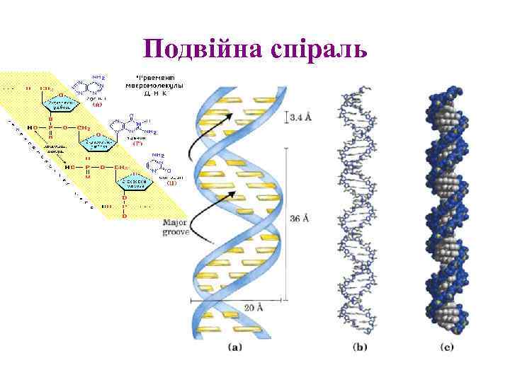 Подвійна спіраль 