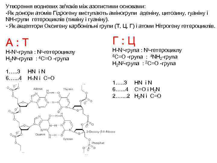 Утворення водневих зв'язків між азотистими основами: -Як донори атомів Гідрогену виступають аміногрупи аденіну, цитозину,