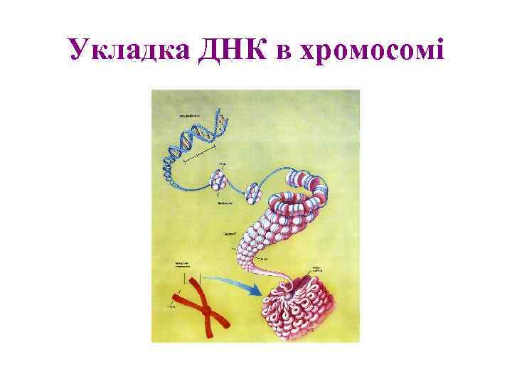 Укладка ДНК в хромосомі 