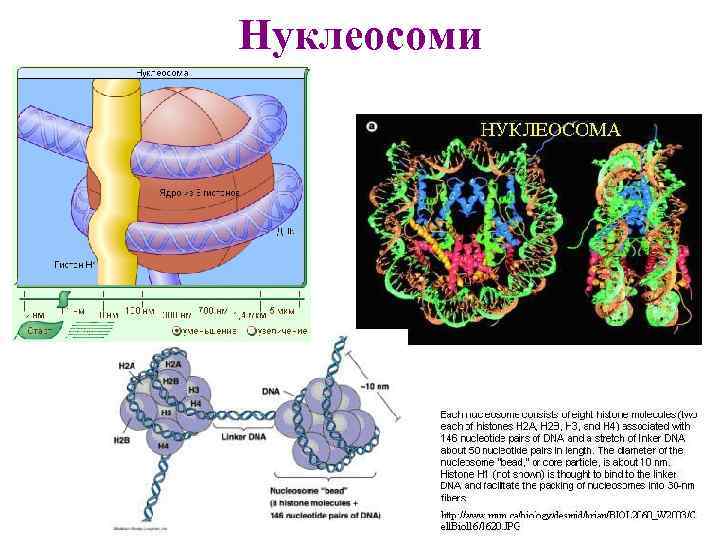 Нуклеосоми 