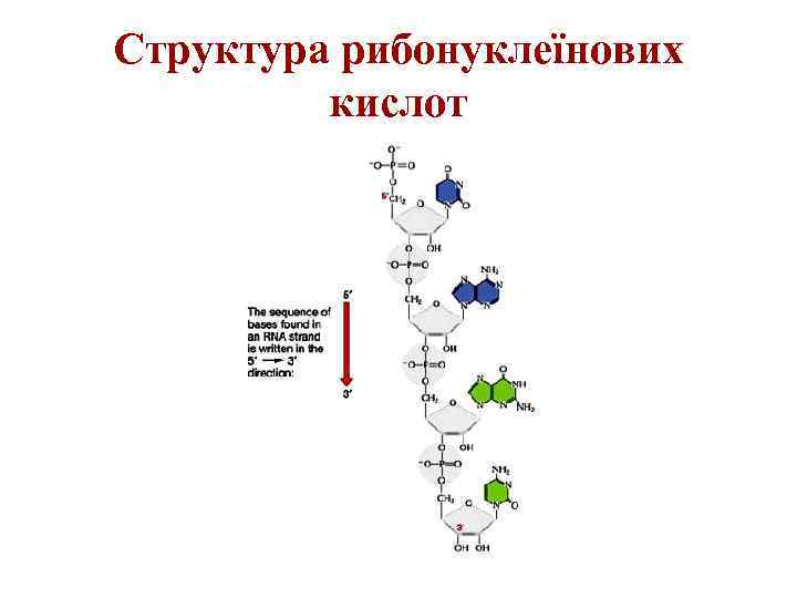 Структура рибонуклеїнових кислот 