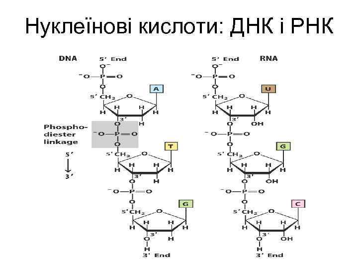 Нуклеїнові кислоти: ДНК і РНК 