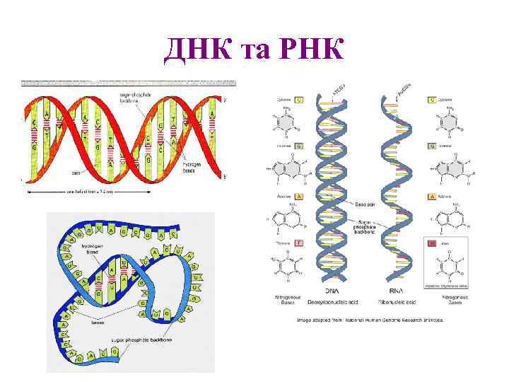 ДНК та РНК 