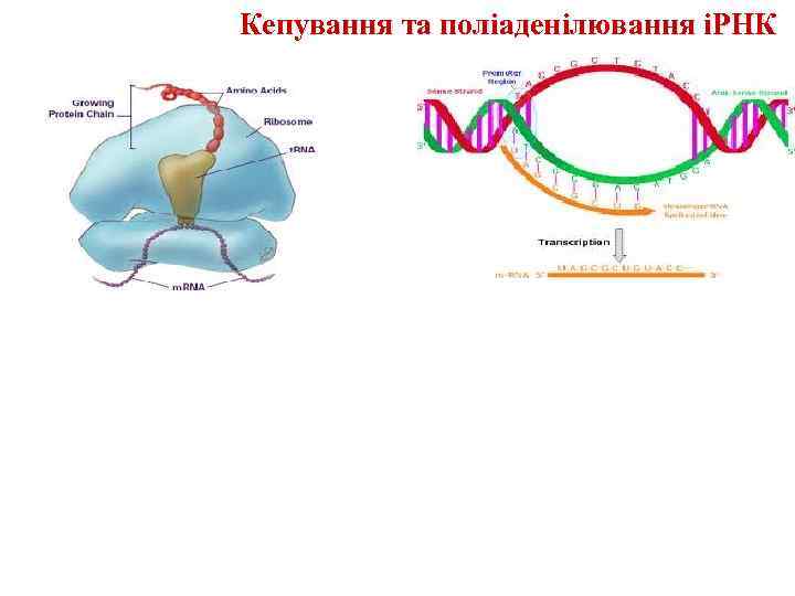 Кепування та поліаденілювання іРНК 