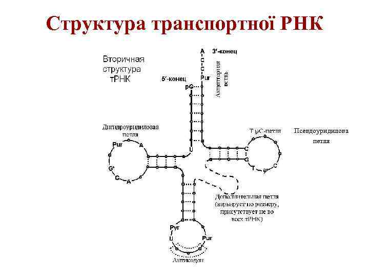 Структура транспортної РНК Псевдоуридилова петля 