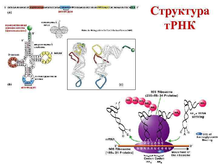 Структура т. РНК 