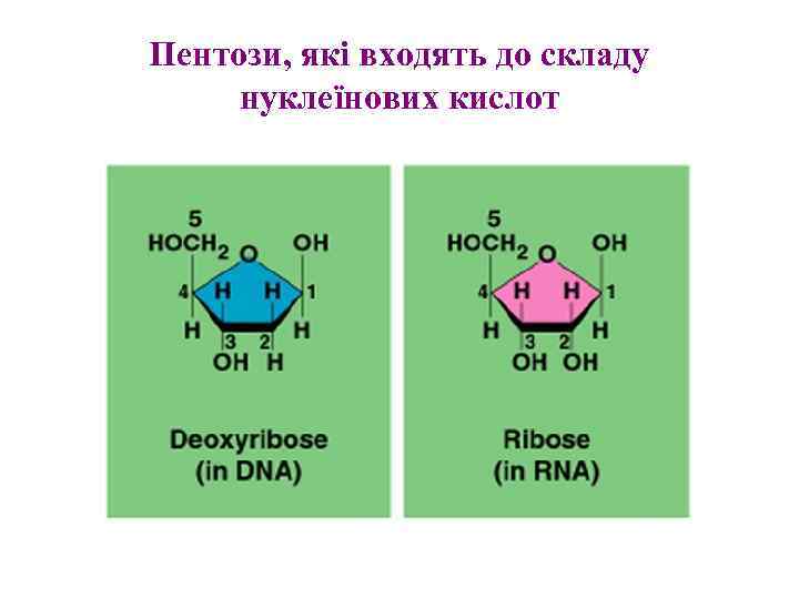 Пентози, які входять до складу нуклеїнових кислот 