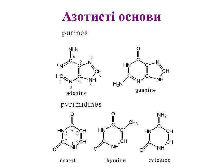 Азотисті основи 
