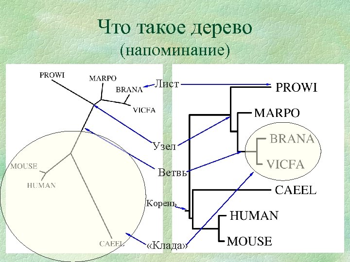 Что такое дерево (напоминание) Лист Узел Ветвь Корень «Клада» 