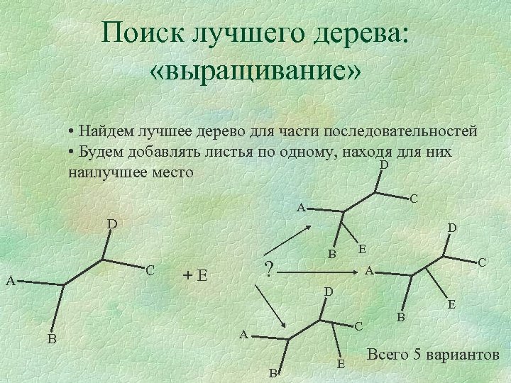 Поиск лучшего дерева: «выращивание» • Найдем лучшее дерево для части последовательностей • Будем добавлять