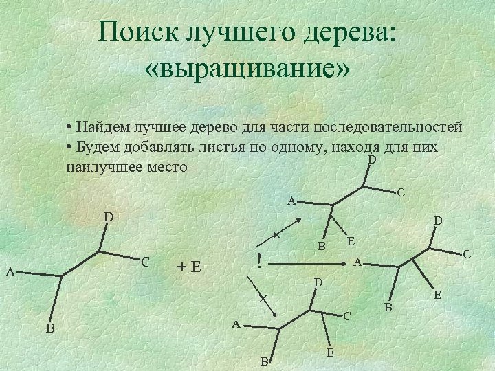 Поиск лучшего дерева: «выращивание» • Найдем лучшее дерево для части последовательностей • Будем добавлять