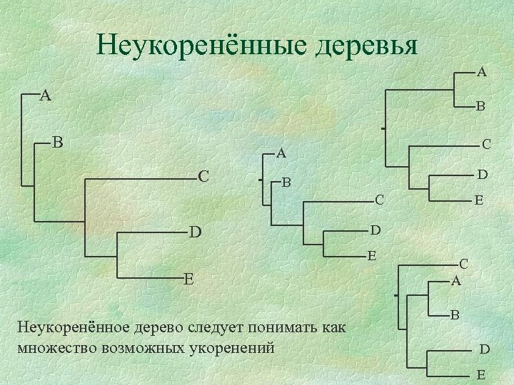 Неукоренённые деревья A A B B C A C D B C D D