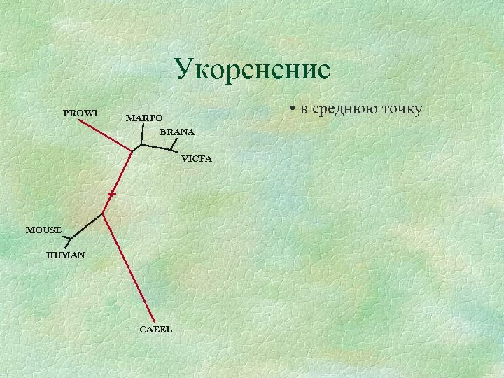 Укоренение PROWI MARPO BRANA VICFA + MOUSE HUMAN CAEEL • в среднюю точку 