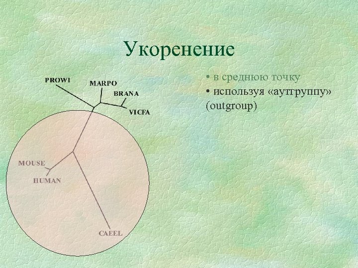Укоренение • в среднюю точку • используя «аутгруппу» (outgroup) 