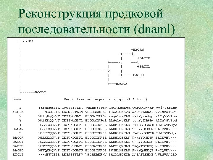 Реконструкция предковой последовательности (dnaml) +-YERPE | | +BACAN | +----4 | | | +BACCR