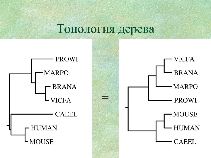 Топология дерева = 