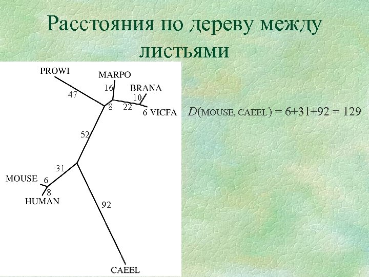 Расстояния по дереву между листьями 16 47 8 52 31 6 8 92 22