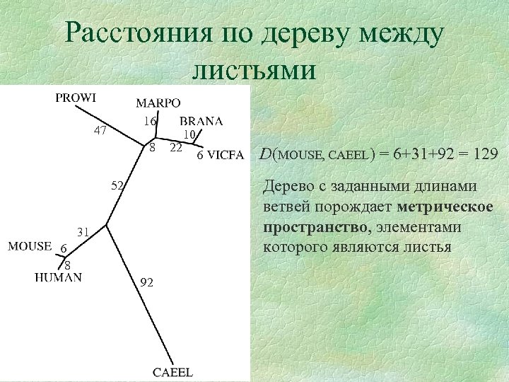Расстояния по дереву между листьями 16 47 8 22 10 6 D(MOUSE, CAEEL) =
