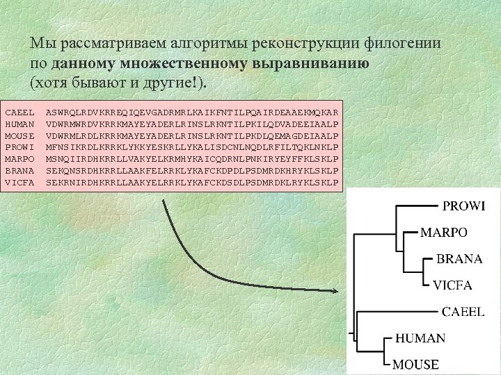 Мы рассматриваем алгоритмы реконструкции филогении по данному множественному выравниванию (хотя бывают и другие!). CAEEL