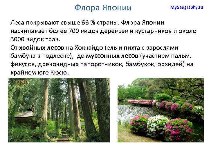 Флора Японии My. Geography. ru Леса покрывают свыше 66 % страны. Флора Японии насчитывает