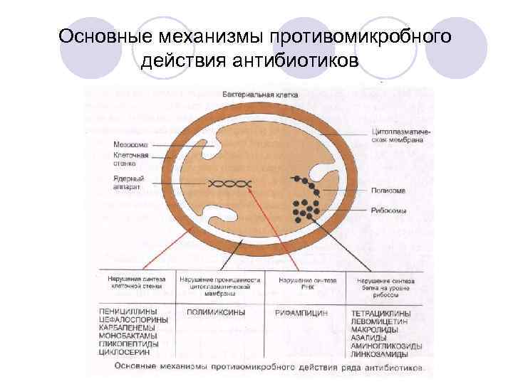 Основные механизмы противомикробного действия антибиотиков 
