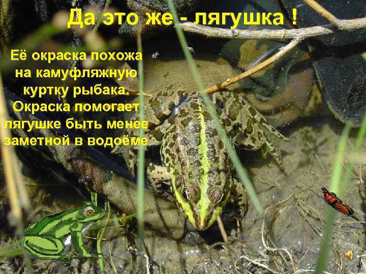 Да это же - лягушка ! Её окраска похожа на камуфляжную куртку рыбака. Окраска