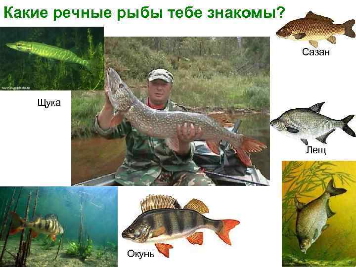Какие речные рыбы тебе знакомы? Сазан Щука Лещ Окунь 