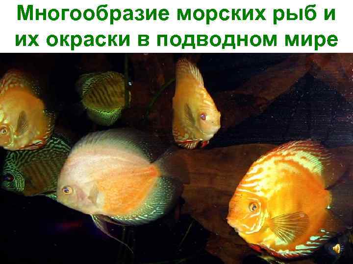 Многообразие морских рыб и их окраски в подводном мире 