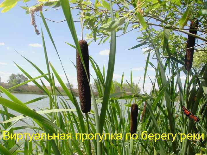 Виртуальная прогулка по берегу реки 