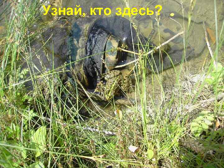 Узнай, кто здесь? 