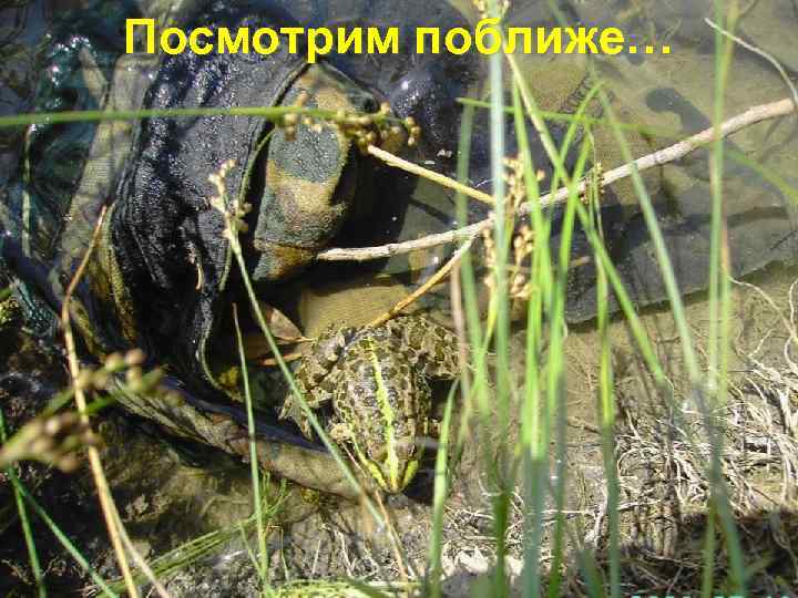 Посмотрим поближе… 