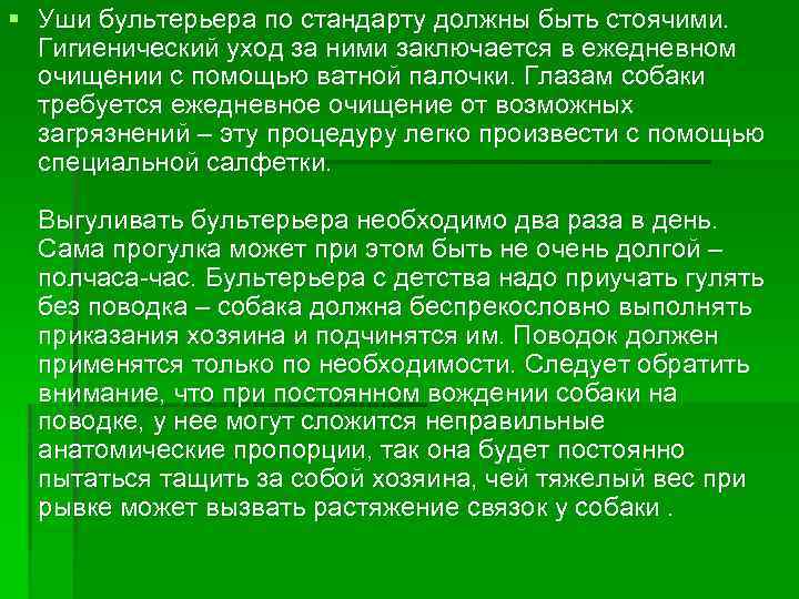 § Уши бультерьера по стандарту должны быть стоячими. Гигиенический уход за ними заключается в