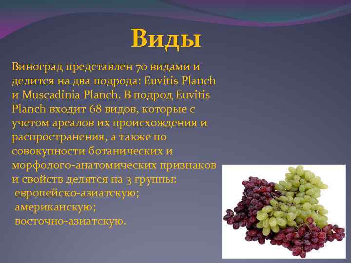 Виды Виноград представлен 70 видами и делится на два подрода: Euvitis Planch и Muscadinia