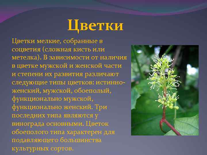 Цветки мелкие, собранные в соцветия (сложная кисть или метелка). В зависимости от наличия в