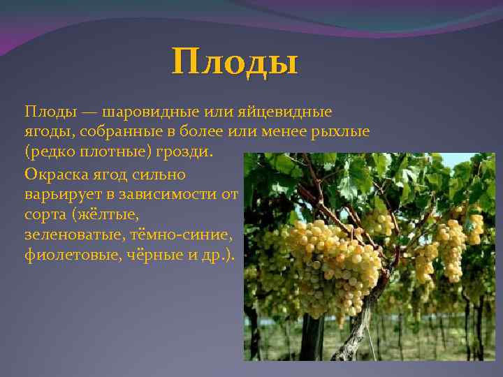 Плоды — шаровидные или яйцевидные ягоды, собранные в более или менее рыхлые (редко плотные)