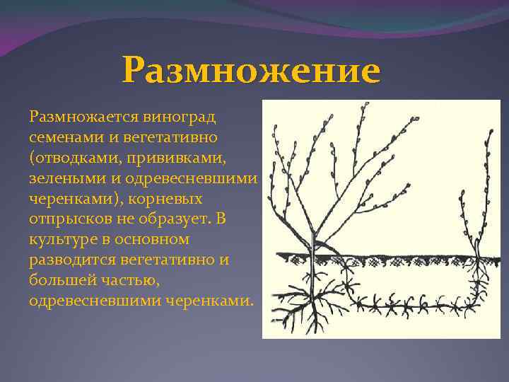 Какой способ вегетативного размножения показан на рисунке усами прививкой