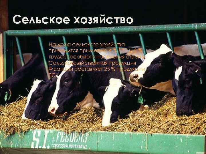 Сельское хозяйство На долю сельского хозяйства приходится примерно 4 % ВВП и 6 %