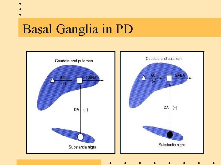 Basal Ganglia in PD 