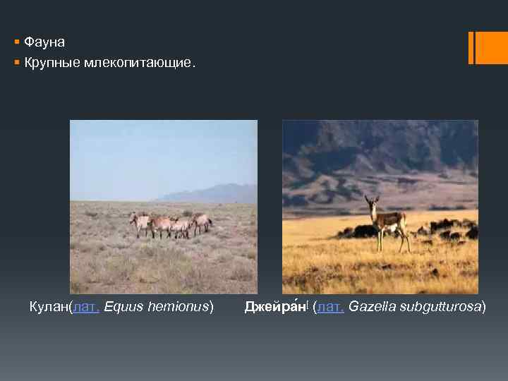 § Фауна § Крупные млекопитающие. Кулан(лат. Equus hemionus) Джейра н[ (лат. Gazella subgutturosa) 