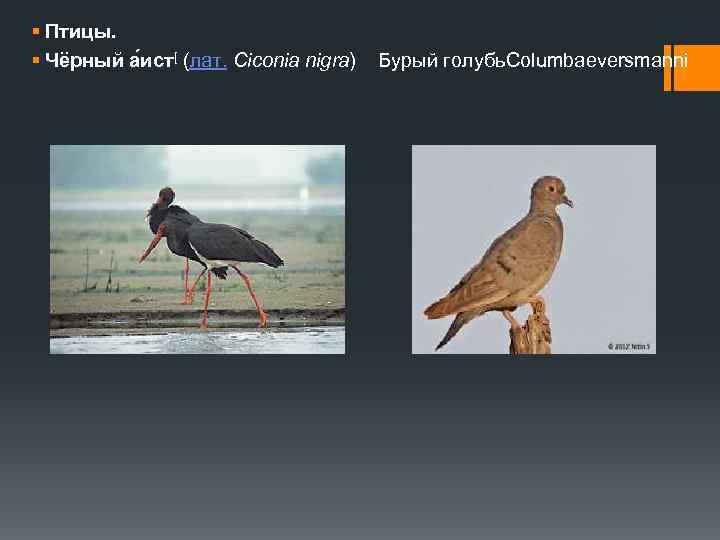 § Птицы. § Чёрный а ист[ (лат. Ciconia nigra) Бурый голубь. Columbaeversmanni 