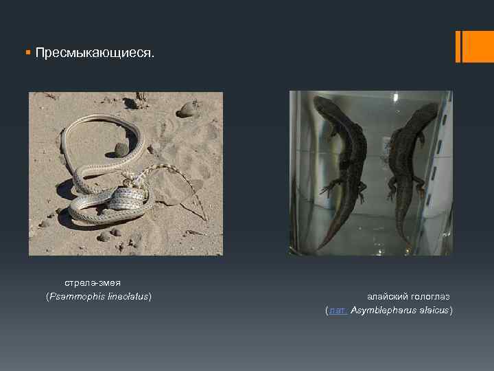 § Пресмыкающиеся. стрела-змея (Psammophis lineolatus) алайский гологлаз (лат. Asymblepharus alaicus) 