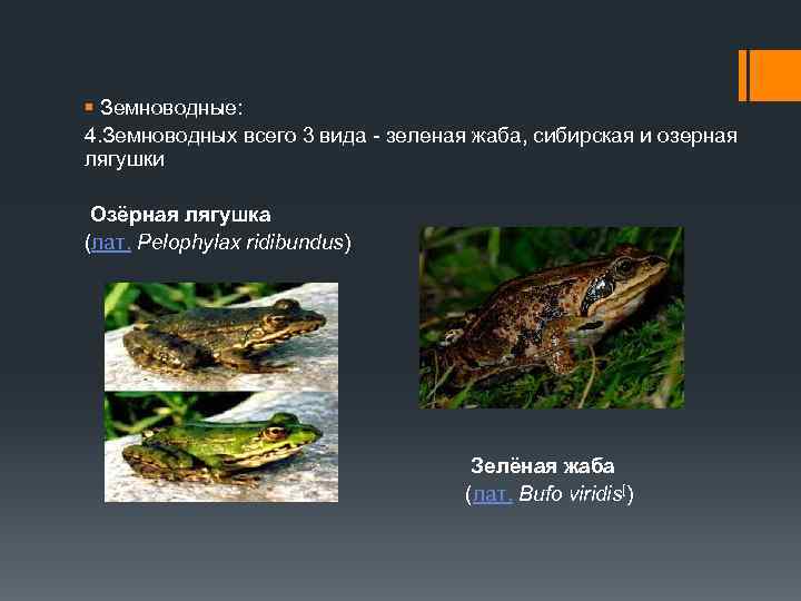 § Земноводные: 4. Земноводных всего 3 вида - зеленая жаба, сибирская и озерная лягушки