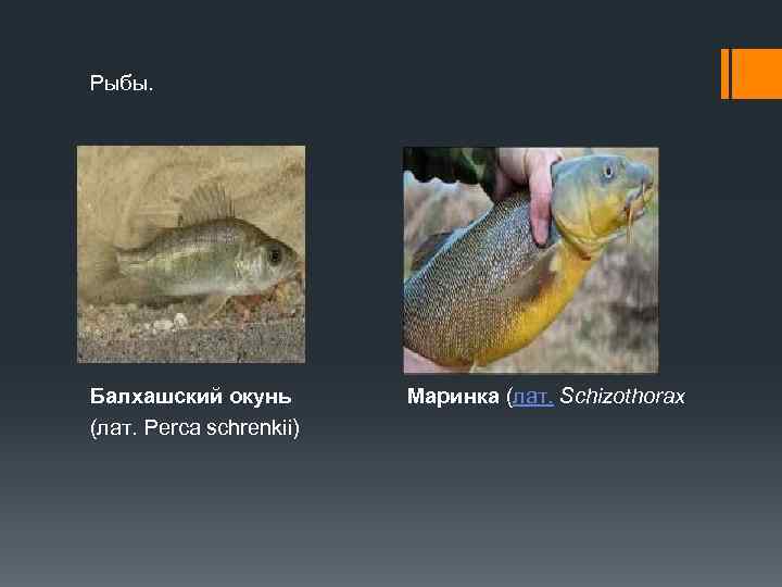Рыбы. Балхашский окунь Маринка (лат. Schizothorax (лат. Perca schrenkii) 