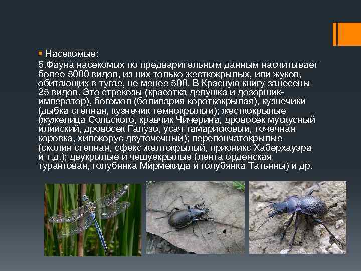 § Насекомые: 5. Фауна насекомых по предварительным данным насчитывает более 5000 видов, из них