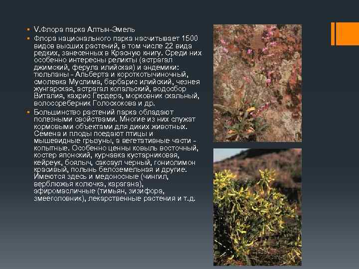 § V. Флора парка Алтын-Эмель § Флора национального парка насчитывает 1500 видов высших растений,
